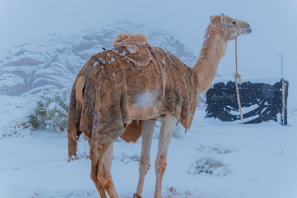 Снег выпал в пустыне Сахара и в Саудовской Аравии