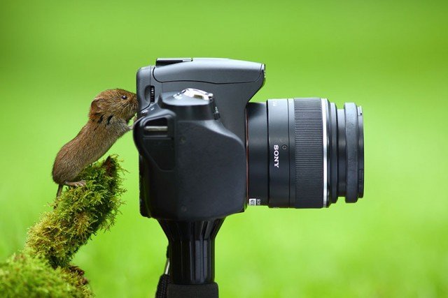 Любопытные животные, которые мешают фотографам фотографам, Пользователь, самих, фотографов, совершенно, беспардонно, заглядывают, объективы, итоге, рождаются, неожиданные, прекрасные, залезают, своей, непосредственности, снимки1234567891011121314151617181920212223242526272829303132333435363738394041424344454647Источник, httpstwittercomJoaquimCampaЗапись, Любопытные, животные, которые