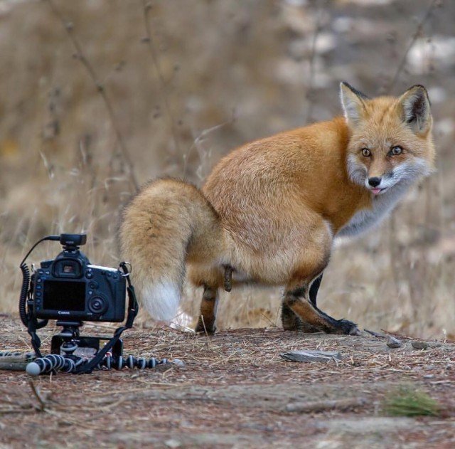 Любопытные животные, которые мешают фотографам