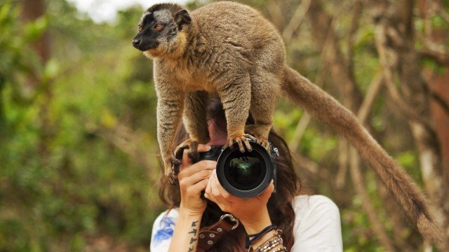Любопытные животные, которые мешают фотографам