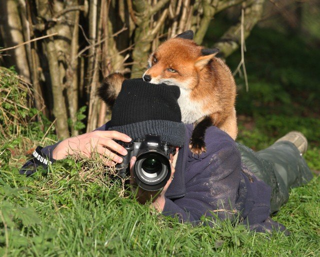 Любопытные животные, которые мешают фотографам
