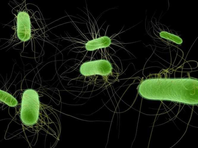 Самые опасные в мире бактерии для человека