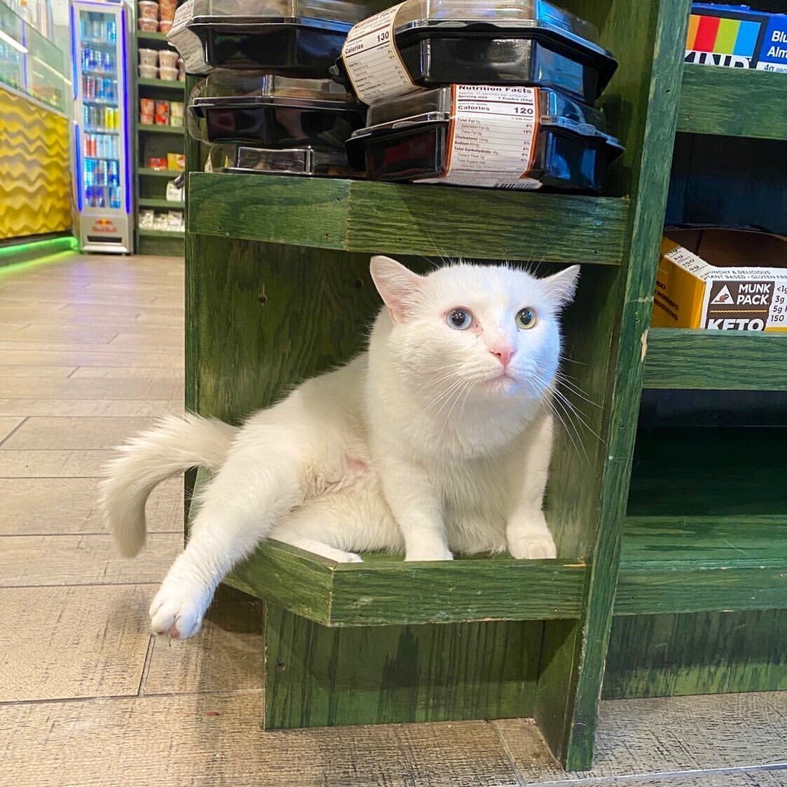 Бездомные котики, которые превратили магазины в свои владения
