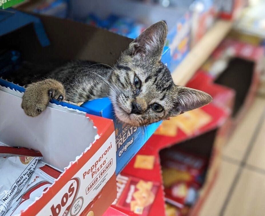 Бездомные котики, которые превратили магазины в свои владения