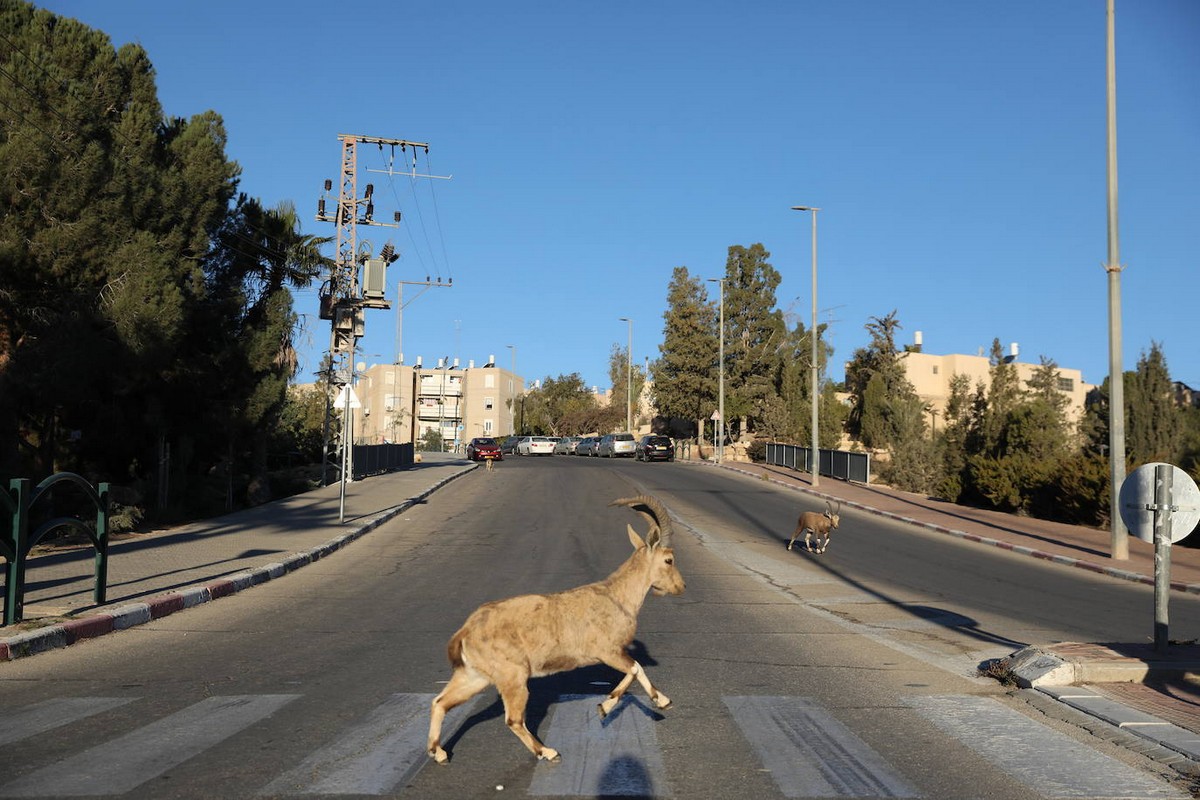Нубийские горные козлы оккупировали израильский городок