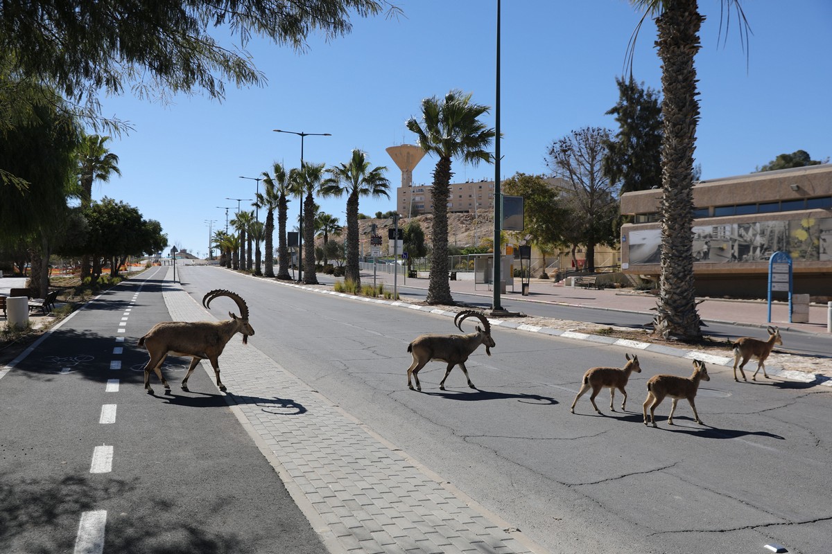 Нубийские горные козлы оккупировали израильский городок