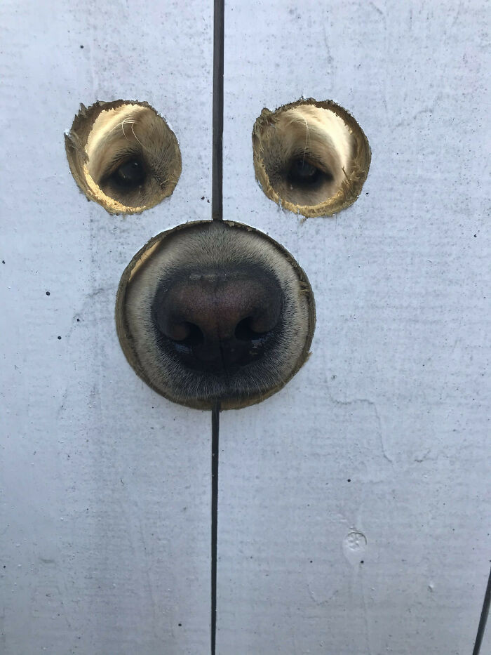 Любопытные собачьи носы, которые хотят знать, что происходит