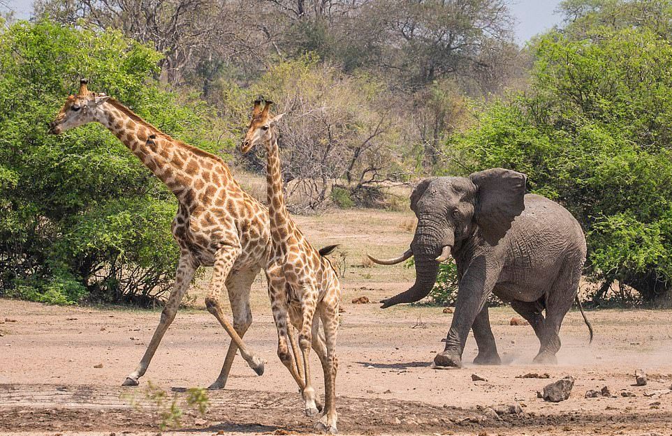 Разъяренный слон прогнал жирафов с водопоя