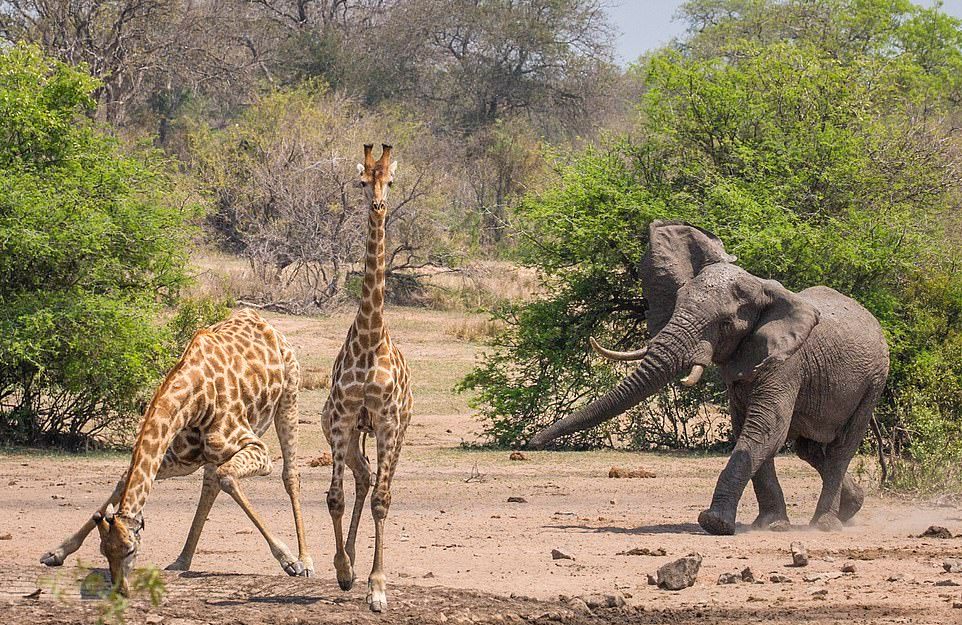 Разъяренный слон прогнал жирафов с водопоя