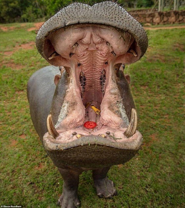 Британский фотограф Саймон Нидэм показывает красоту животных из заповедников