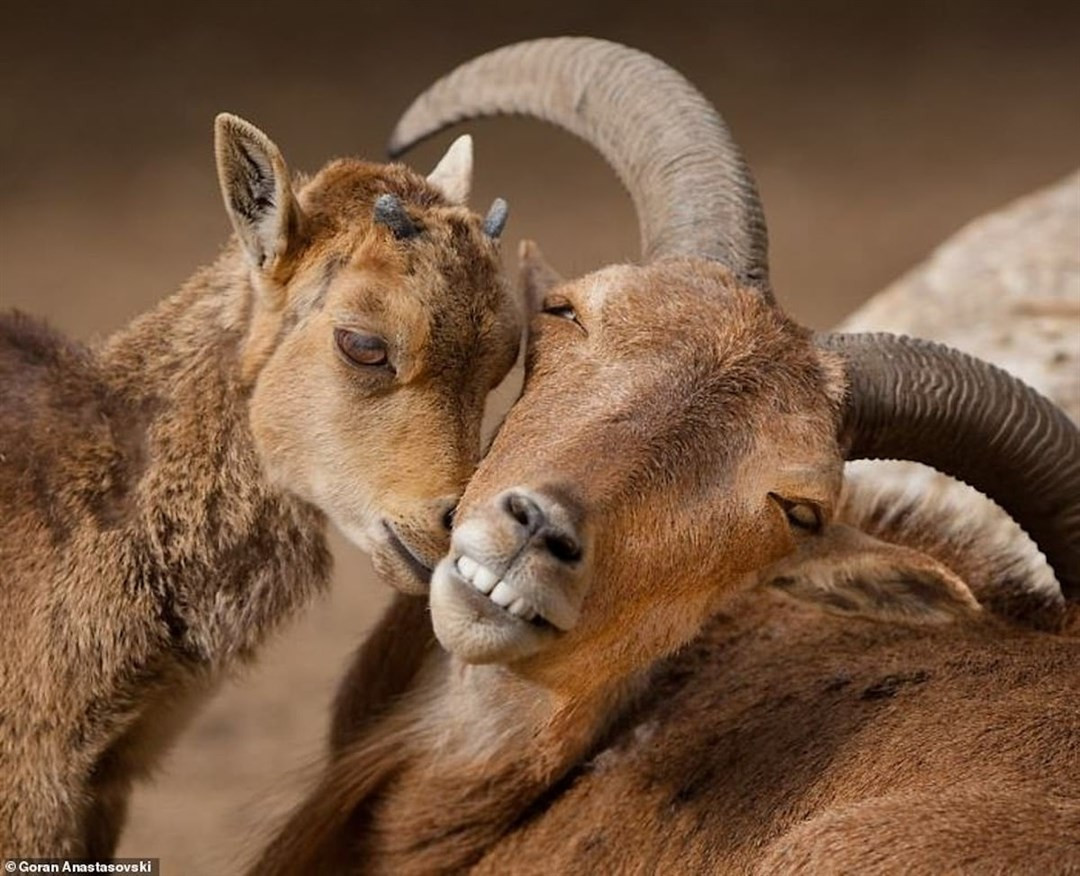 Любовь в мире животных на снимках Горана Анастасовского