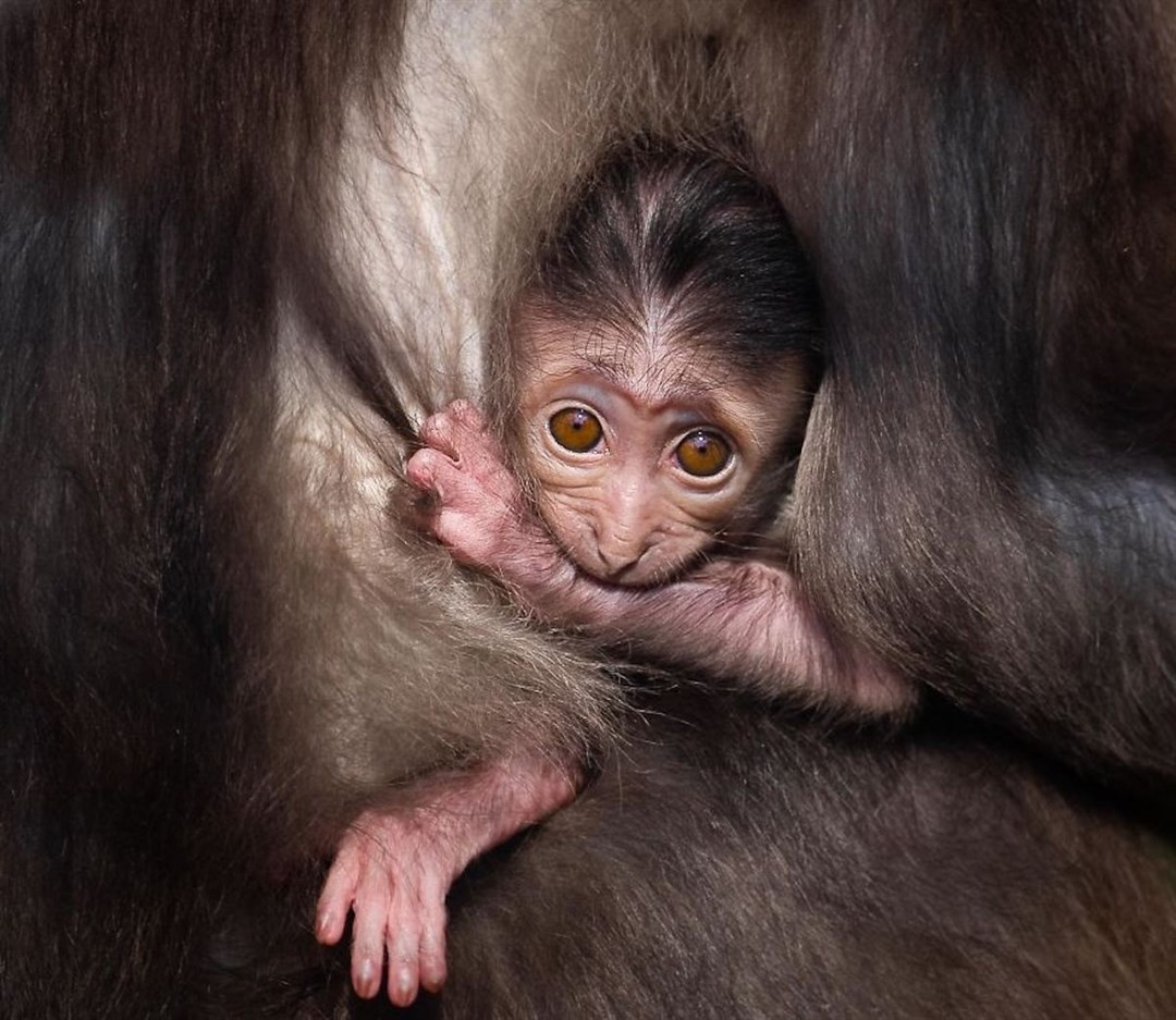 Любовь в мире животных на снимках Горана Анастасовского