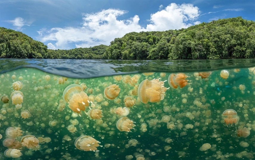 Победители конкурса подводной фотографии 2021 года