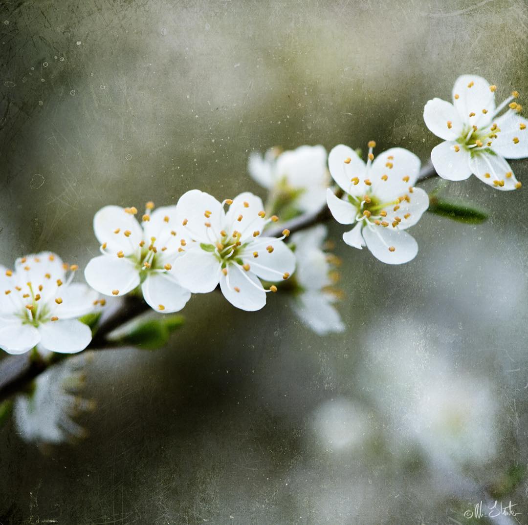 Красота цветов на снимках Элисон Стэйт