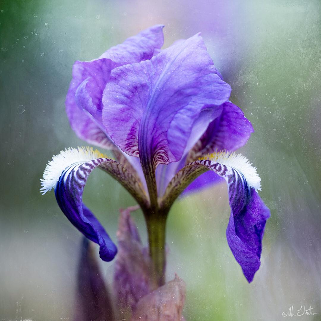 Красота цветов на снимках Элисон Стэйт