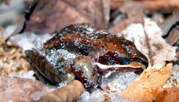 Почему замороженные лягушки оживают, а люди так не могут?