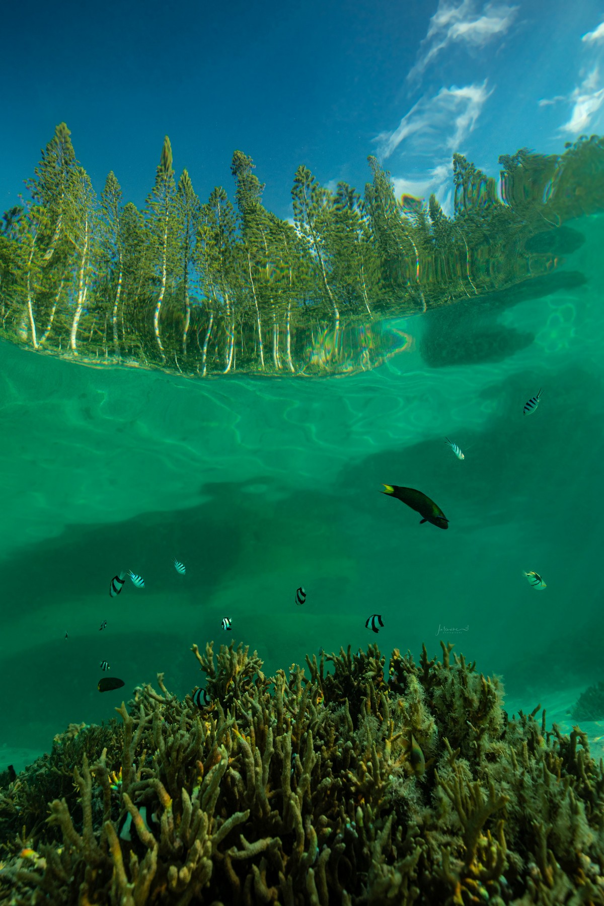 Снимки подводного мира от Жасмин Кэри Природа