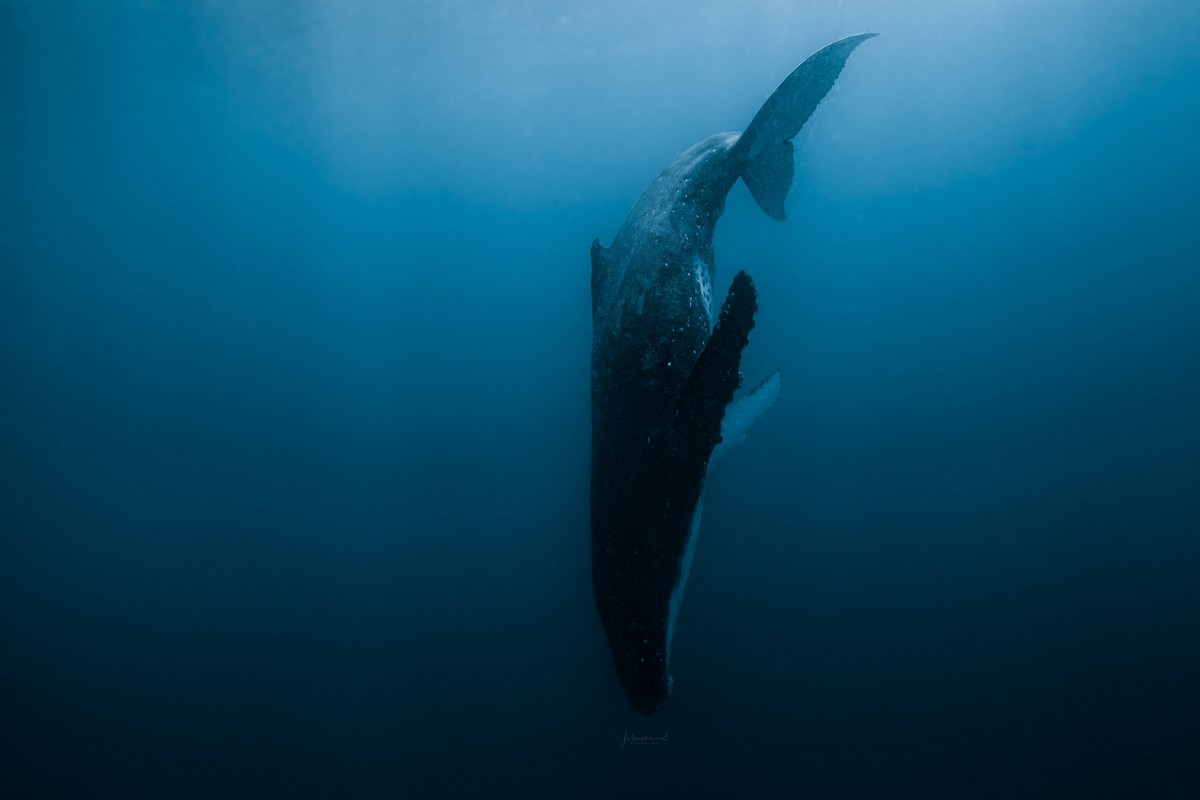 Снимки подводного мира от Жасмин Кэри Жасмин, Rescue, китов1, погружается, Вавау, островах, Тонга, является, послом, RainForest, состоит, жителей, организации, «Whales, Underwater»2345678910111213141516171819202122232425Источник, httpsjasminecareycomauЗапись, Снимки, подводного, впервые, появилась