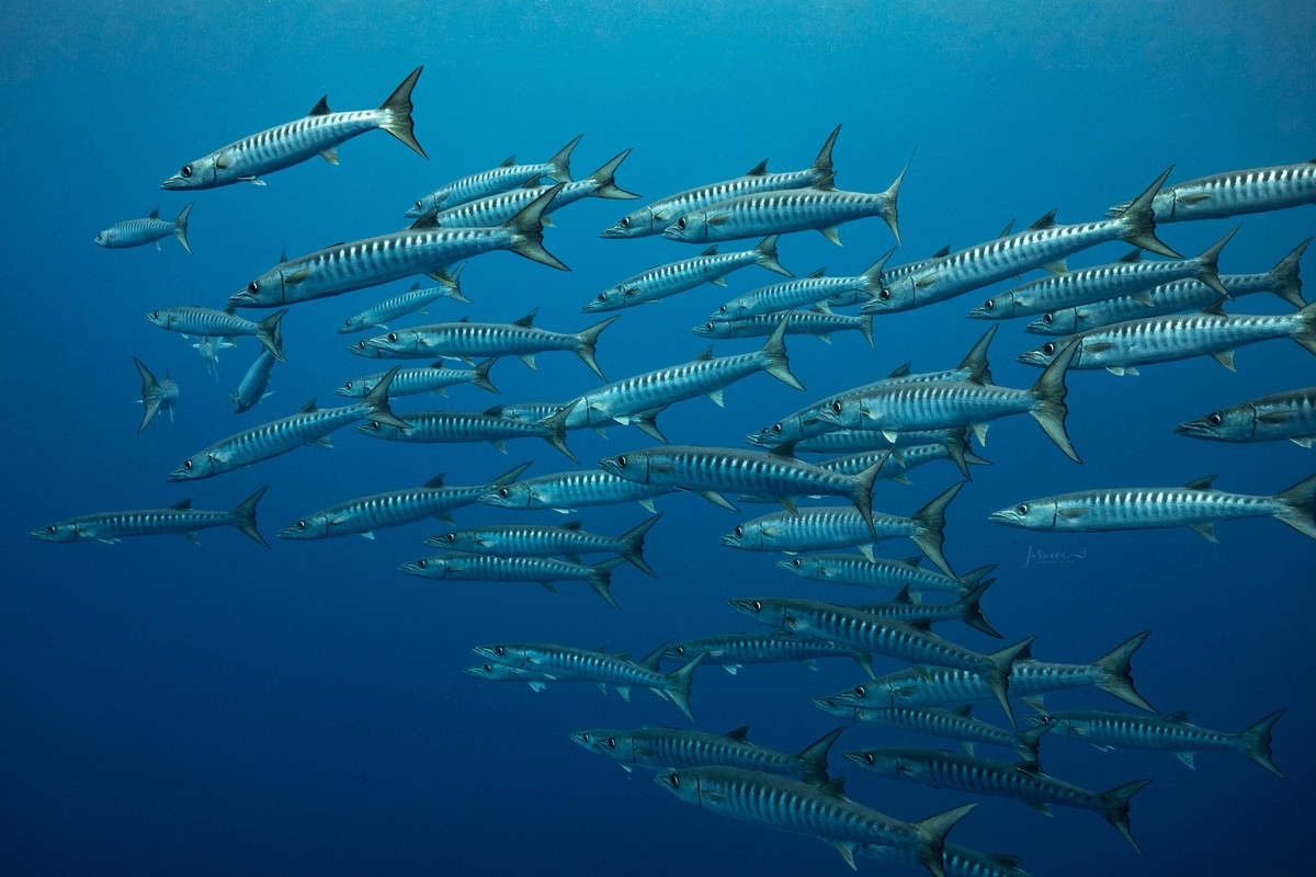 Снимки подводного мира от Жасмин Кэри