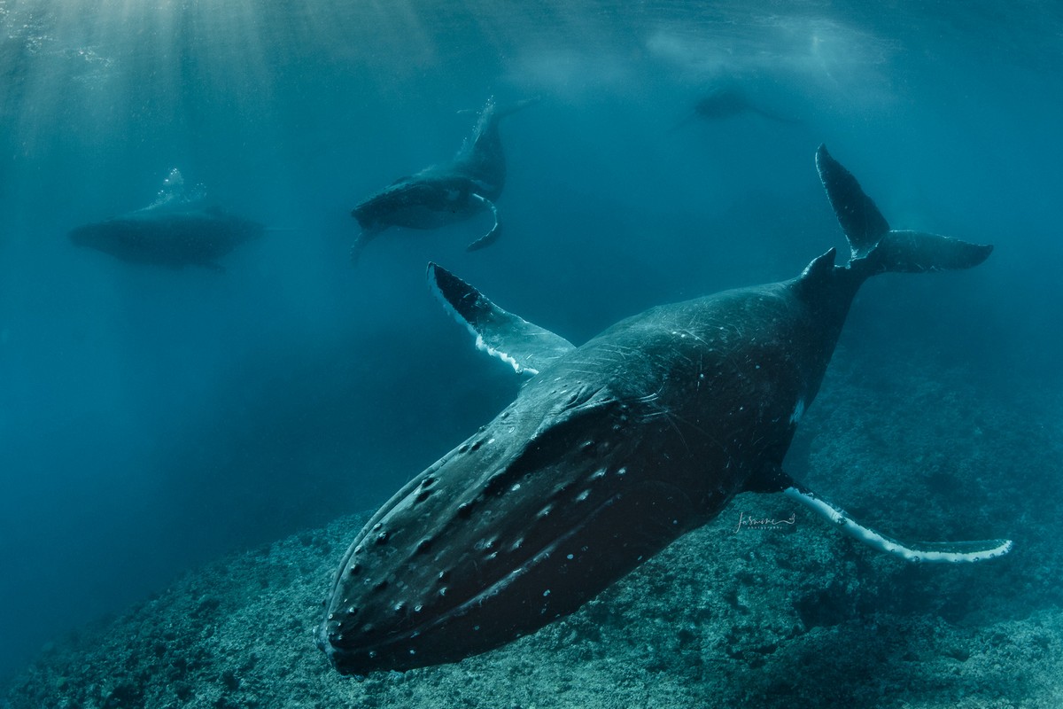 Снимки подводного мира от Жасмин Кэри