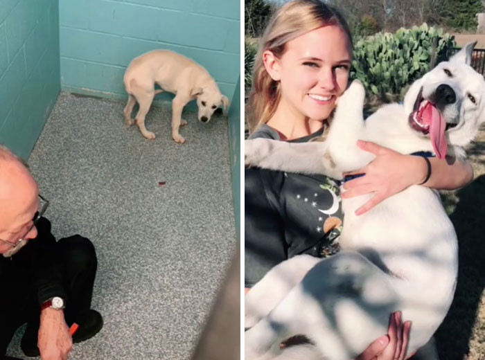 Милые пёсики на снимках до и после того, как нашли себе любящий дом Животные