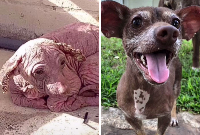Милые пёсики на снимках до и после того, как нашли себе любящий дом Животные