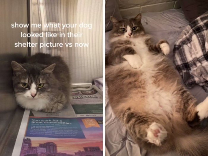 Котики из приютов: до и после обретения семьи