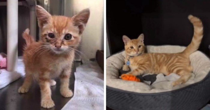 Котики из приютов: до и после обретения семьи