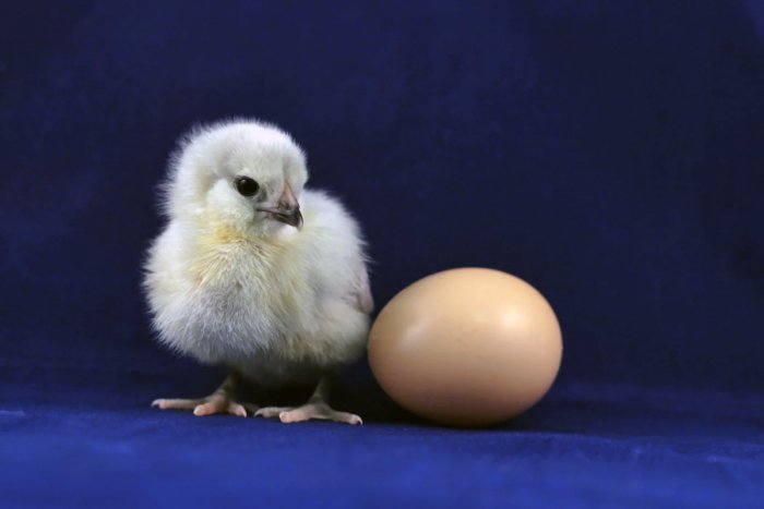 Так что же появилось раньше – курица или яйцо?