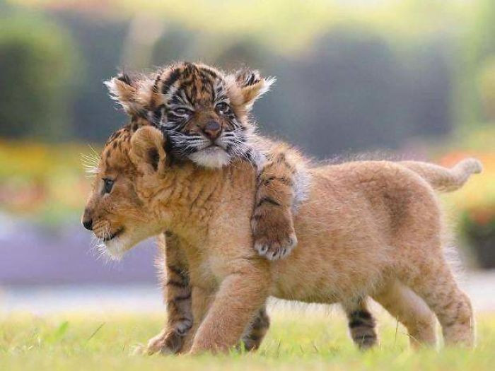 Замечательные примеры дружбы между животными