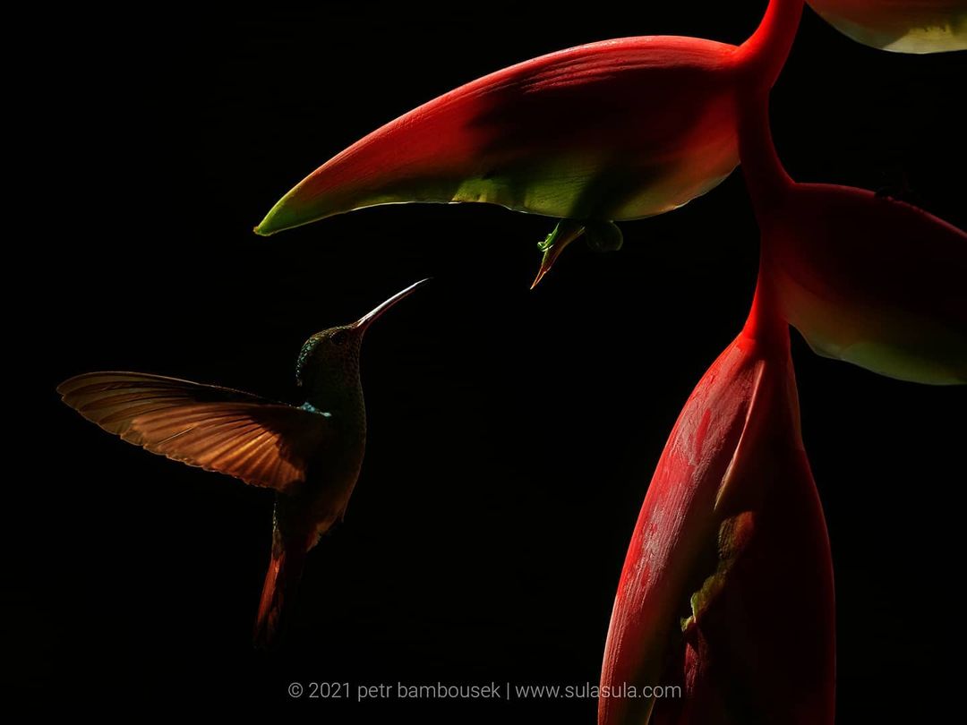 Удивительные птицы и животные на снимках Петра Бамбусека