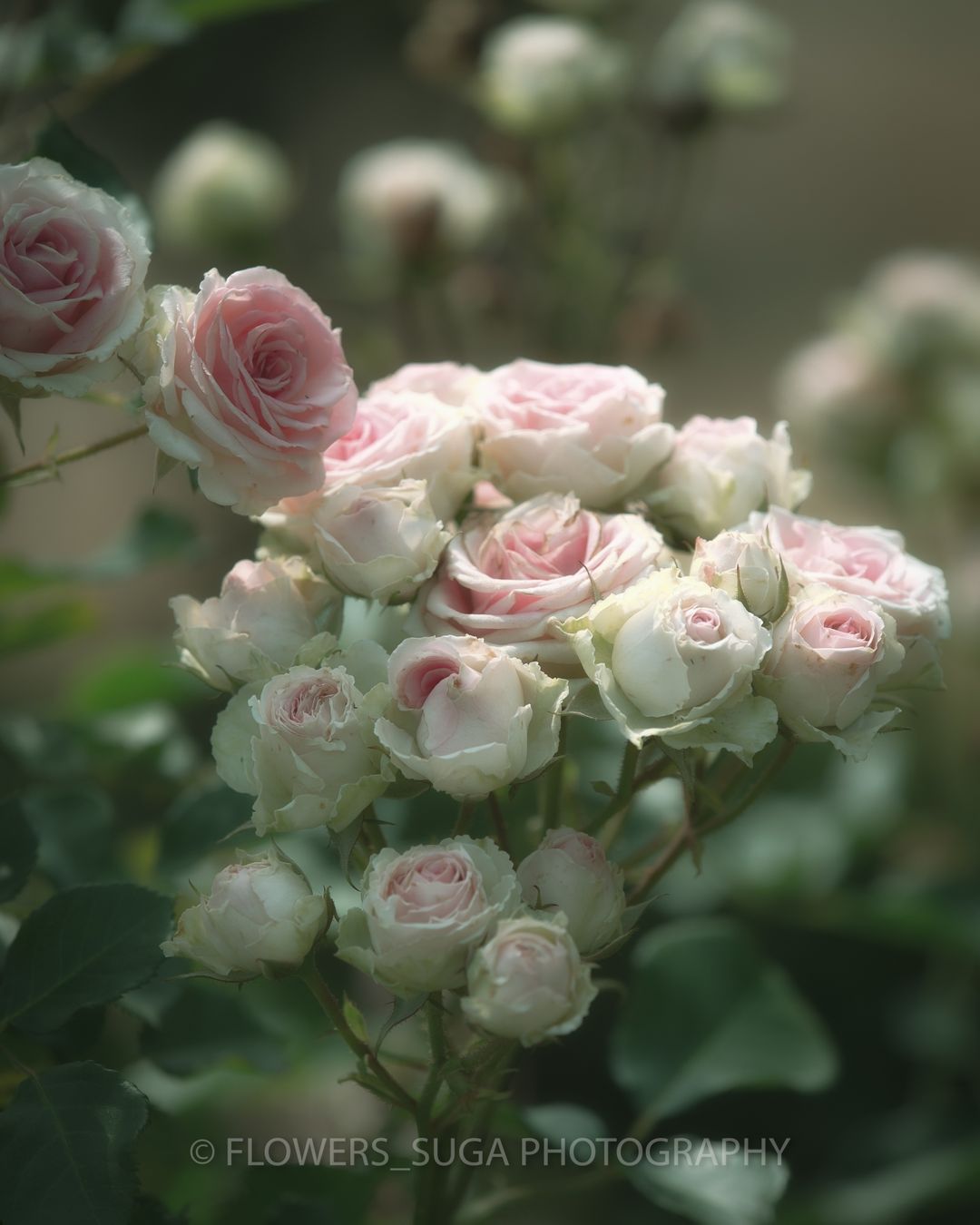 Красота цветов на снимках Хисаши Сугам
