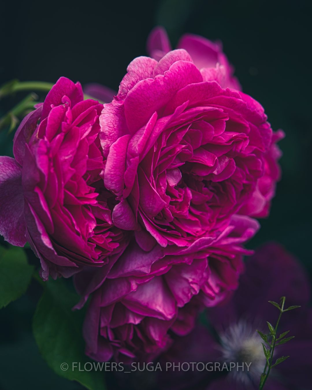 Красота цветов на снимках Хисаши Сугам