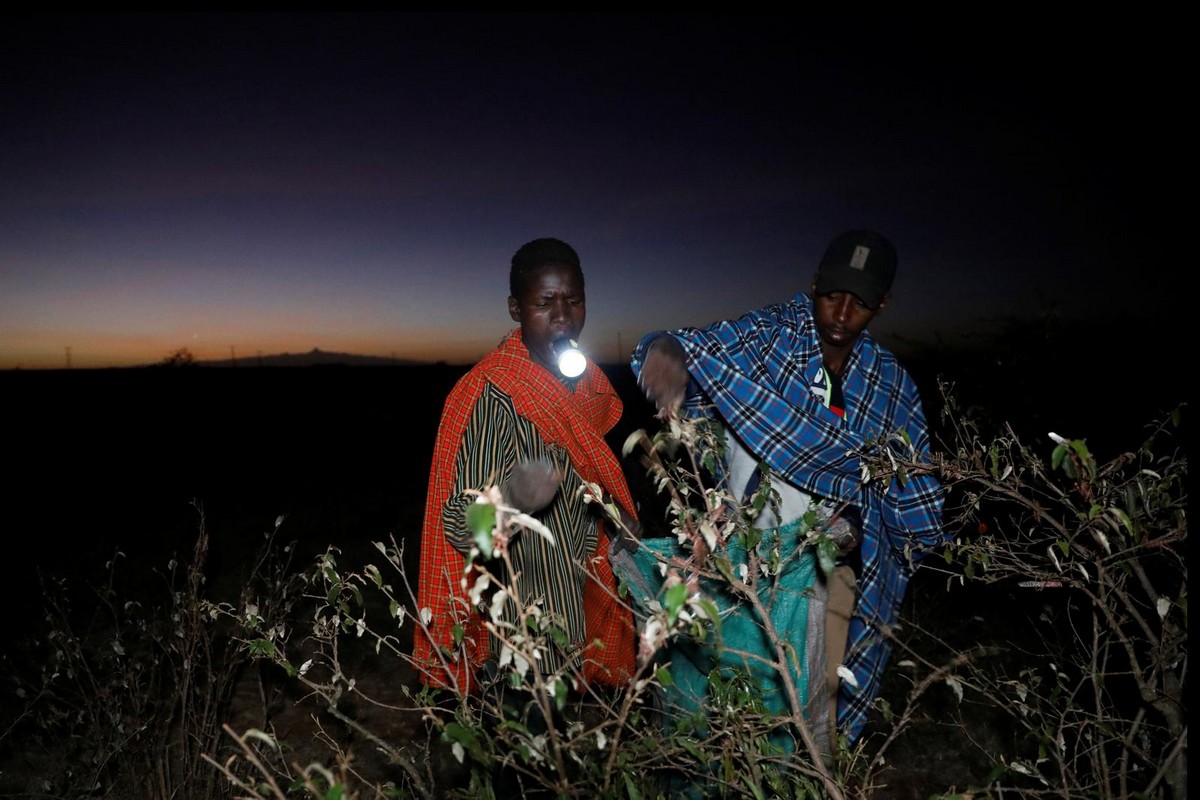 В Кении делают корм и удобрение из саранчи