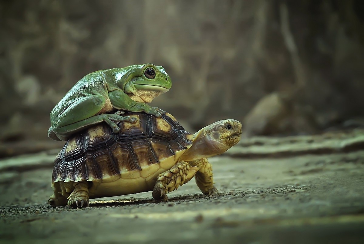 Лягушка прокатилась на спине черепахи