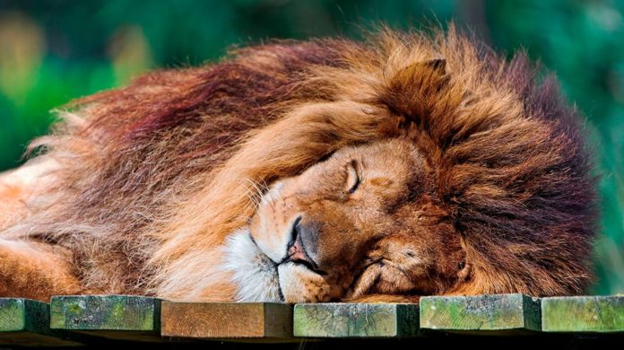 Любопытные факты про то, как спят разные животные Животные