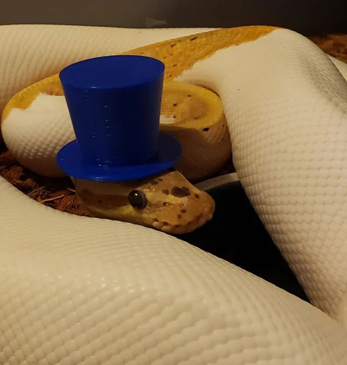Змеи в шляпах - такие очаровашки!