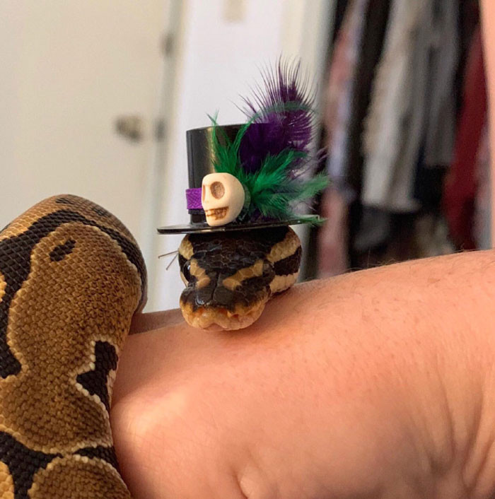 Змеи в шляпах - такие очаровашки!