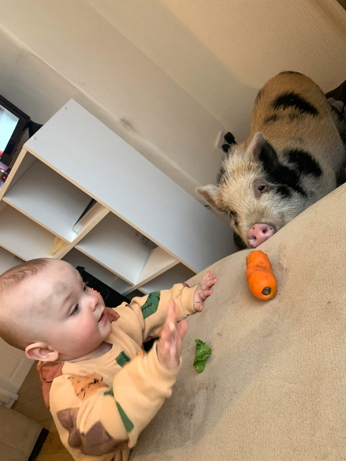 Дружба малыша Тедди и миниатюрной свинки