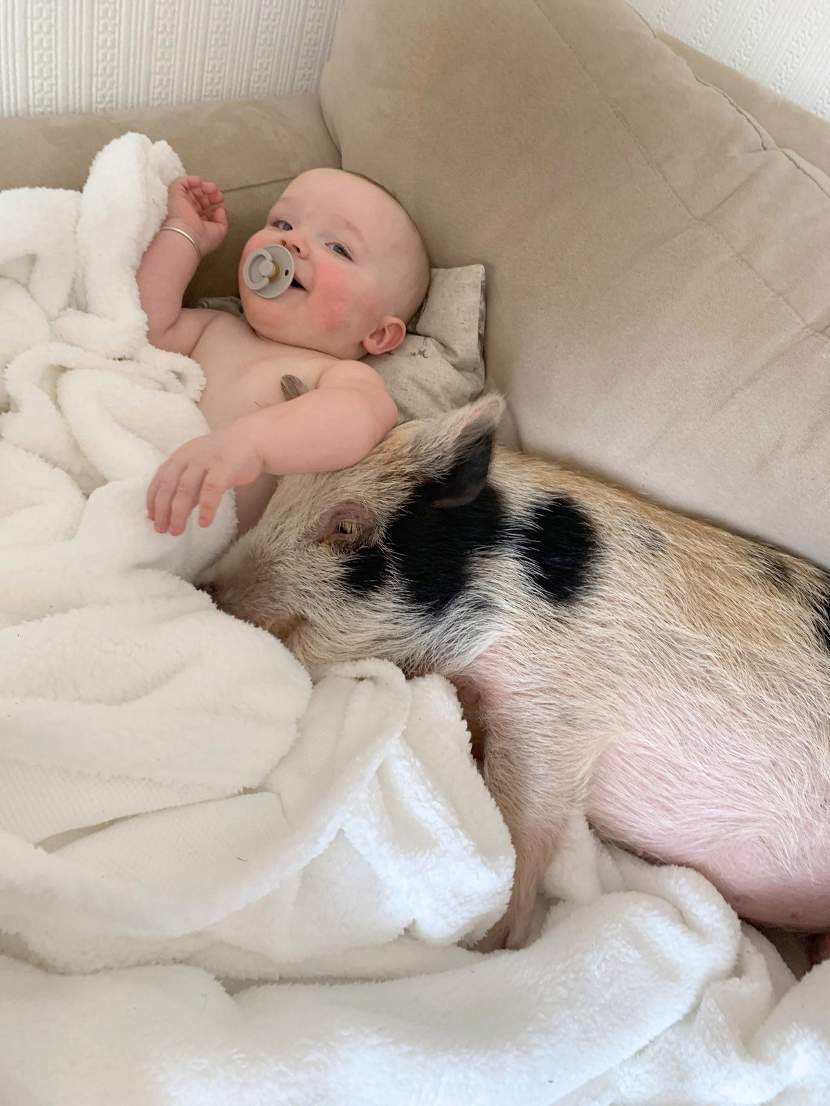 Дружба малыша Тедди и миниатюрной свинки
