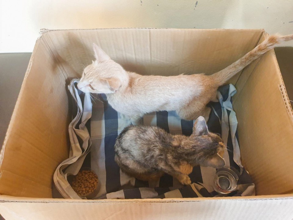 Тайский моряк спас четырех кошек с горящего корабля