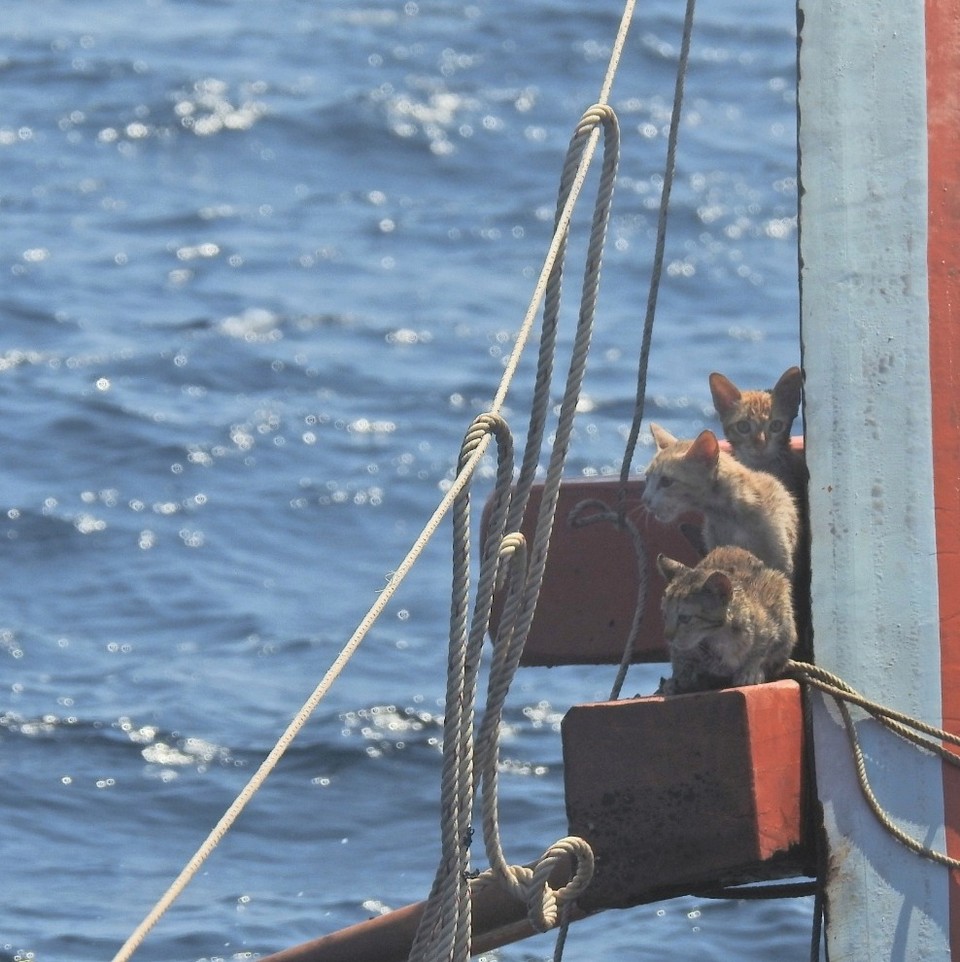 Тайский моряк спас четырех кошек с горящего корабля