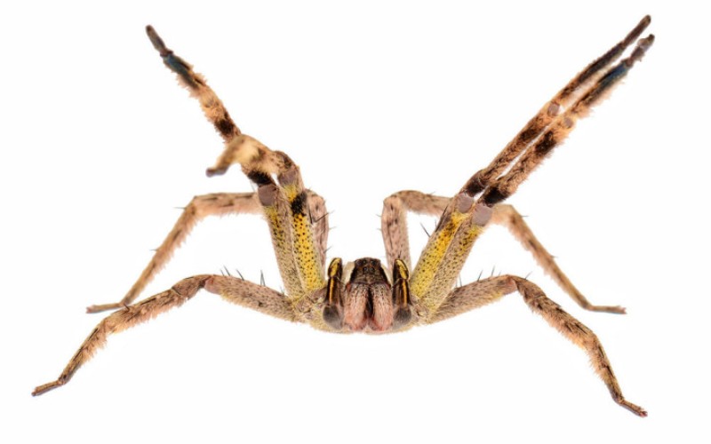 Самые ядовитые пауки, которых действительно стоит опасаться