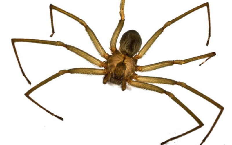 Самые ядовитые пауки, которых действительно стоит опасаться