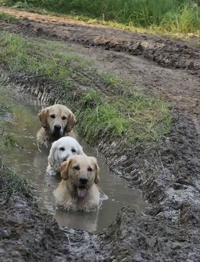 Лабрадоры, которые любят купаться в грязи
