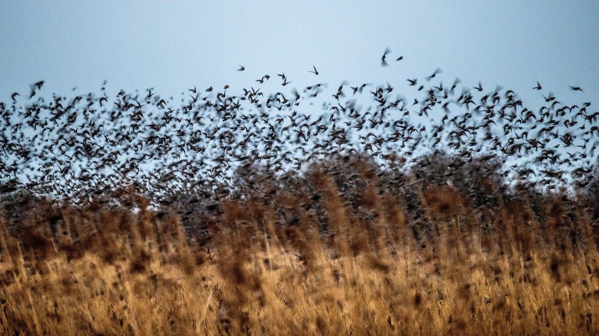 Стая скворцов образовала силуэт птицы над озером в Ирландии