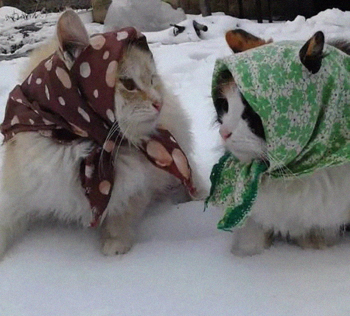 Кошки-бабушки завёрнутые в платки