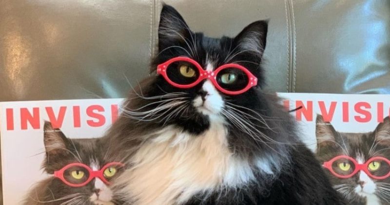 Кошка рекламирует очки для детской оптики