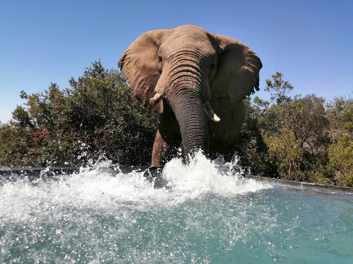 Стадо слонов приходит освежиться к бассейну в ЮАР