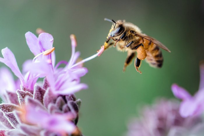 Что может ждать человечество, если вымрут пчёлы?